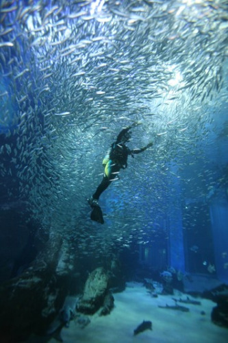 水族館現(xiàn)罕見場景上萬沙丁魚上演銀色漩渦（圖）